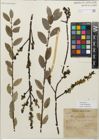 Foto von Salix myrsinifolia Salisb.
